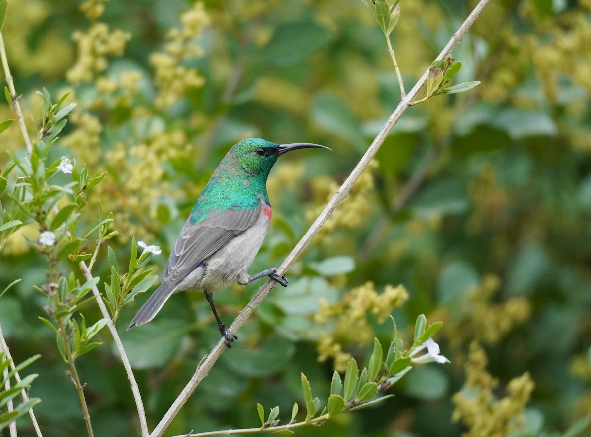 Southern Double-collared Sunbird - ML620565490