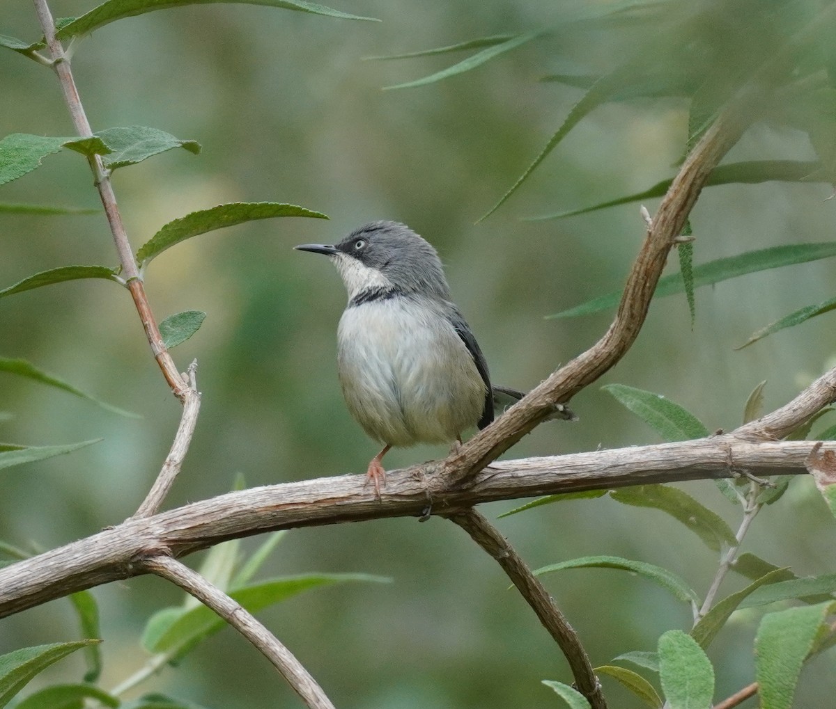 Apalis à collier - ML620565495