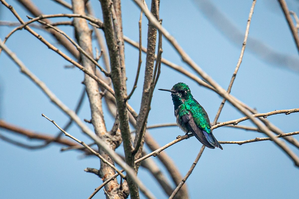Blue-tailed Emerald - Francisco Russo