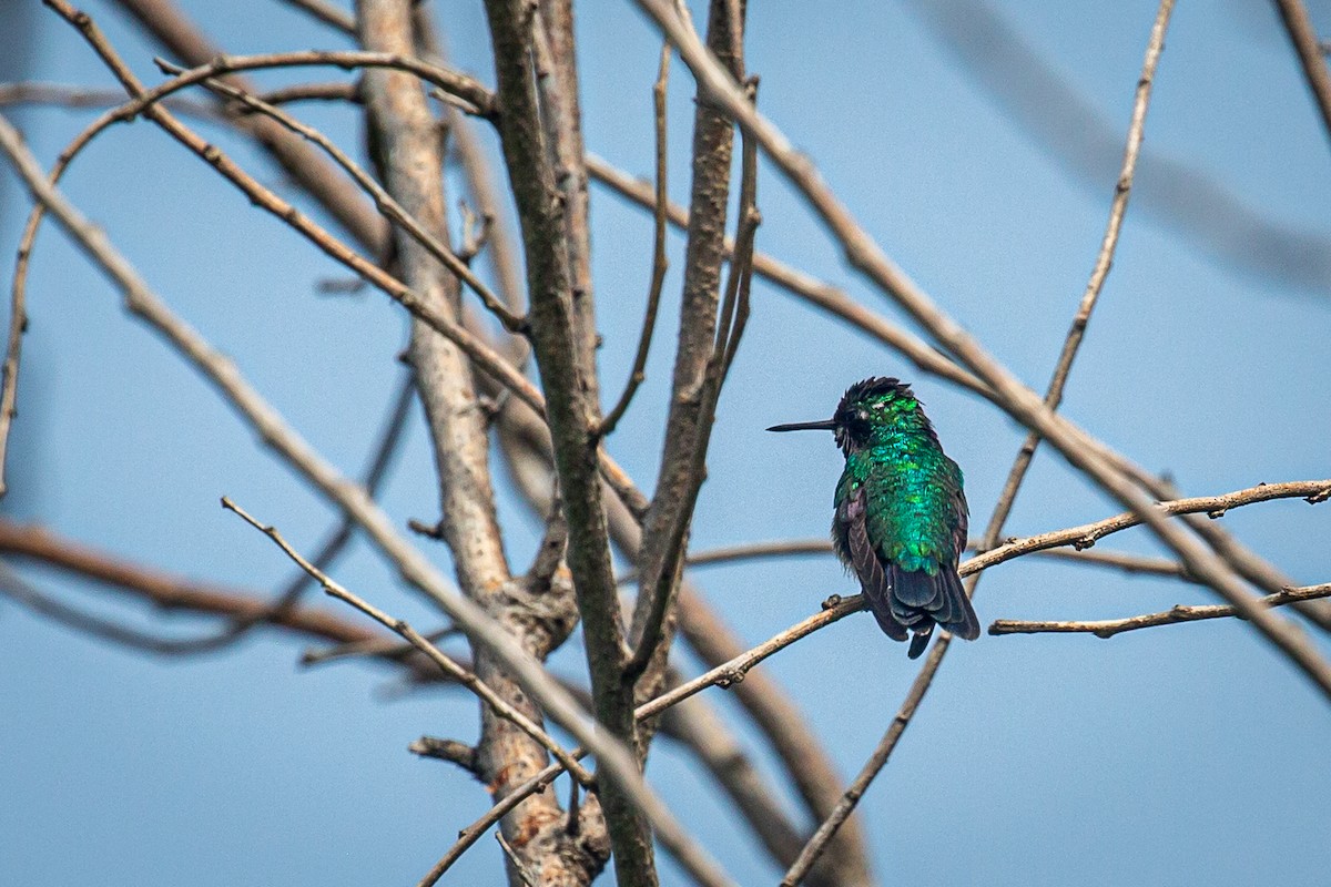 Blue-tailed Emerald - ML620565514