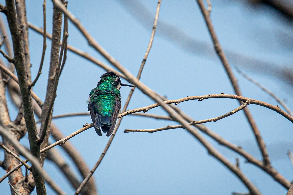 kolibřík modroocasý - ML620565515