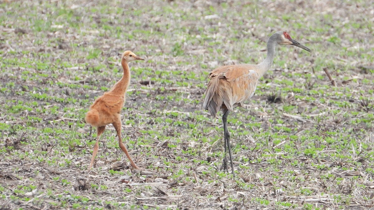 Sandhill Crane - Dan J. MacNeal
