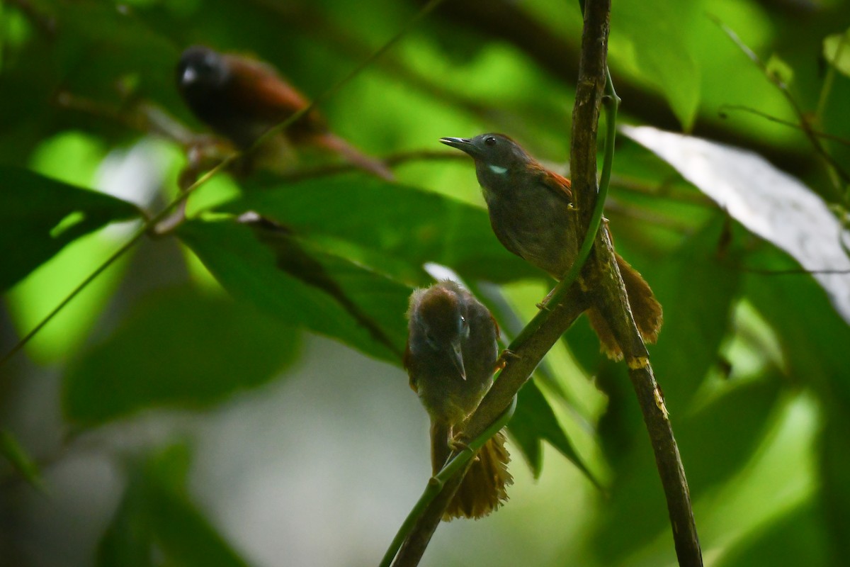 Chestnut-winged Babbler - ML620565517