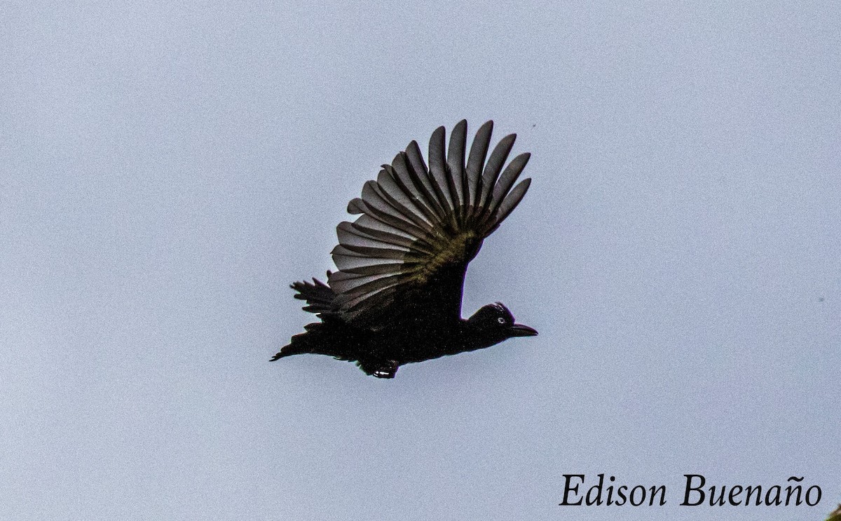 Амазонская зонтичная птица - ML620565522