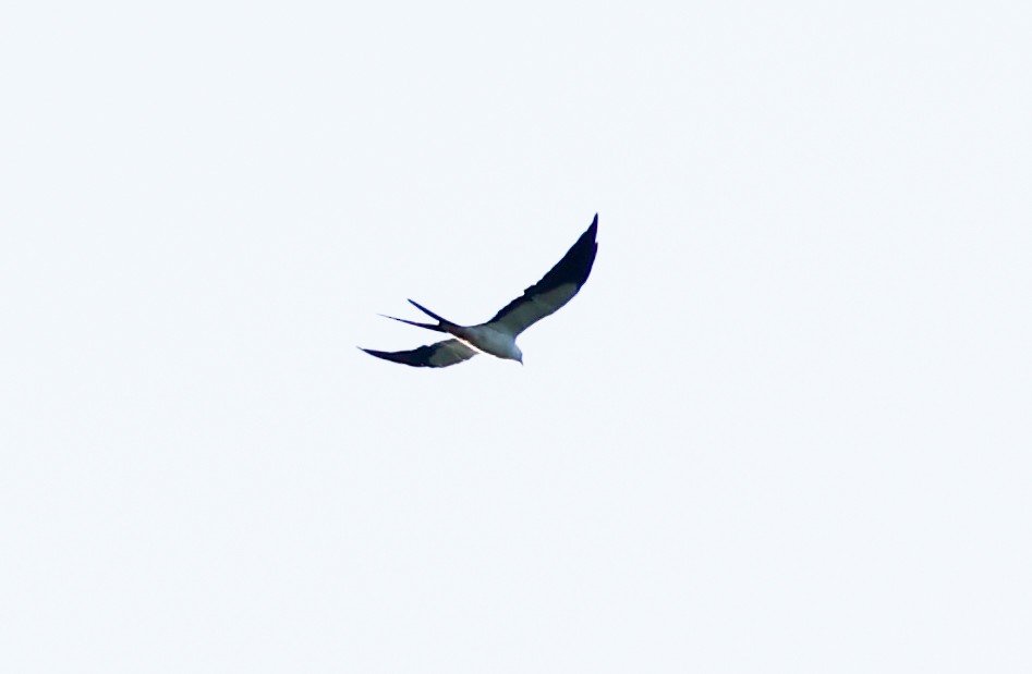 Swallow-tailed Kite - ML620565531