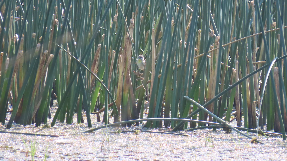 Lemon-breasted Seedeater - Ann Kovich