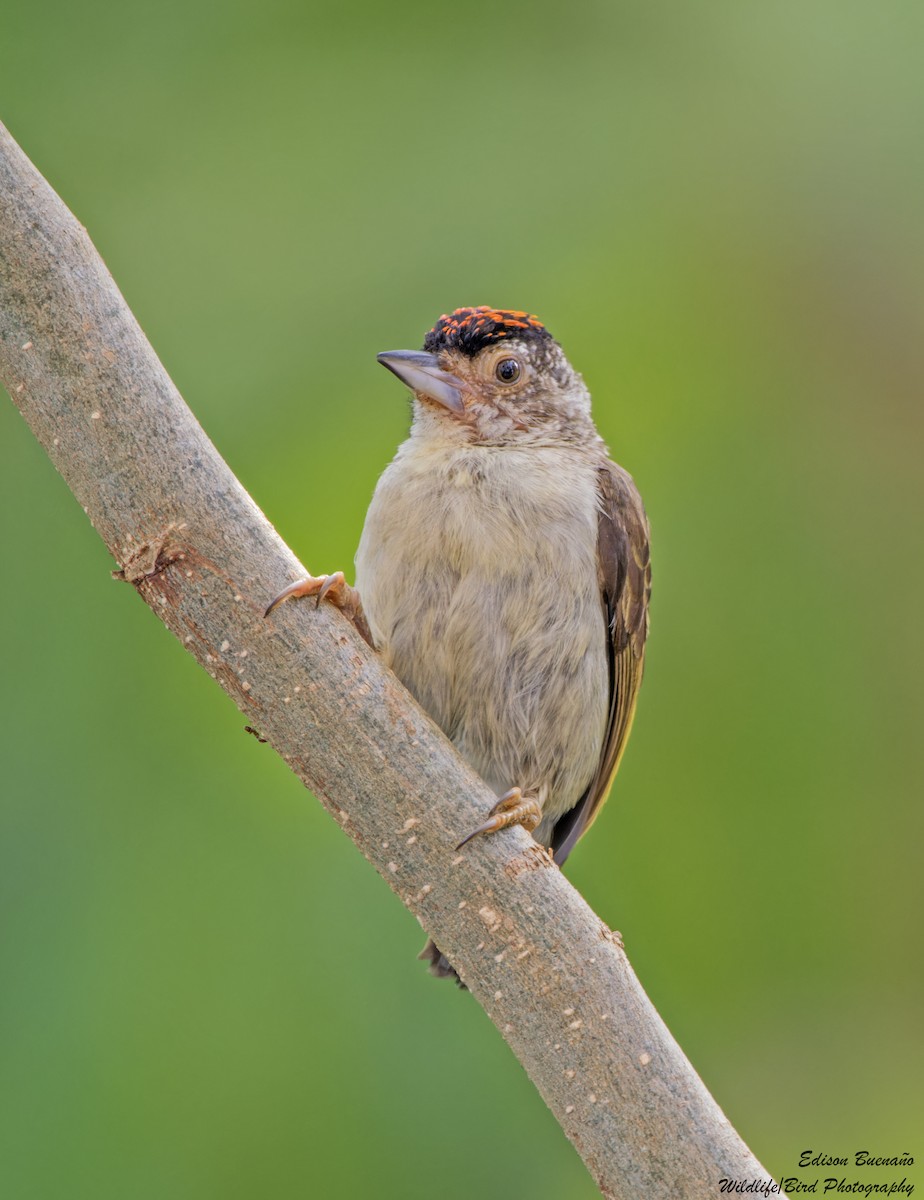 Plain-breasted Piculet - ML620565574