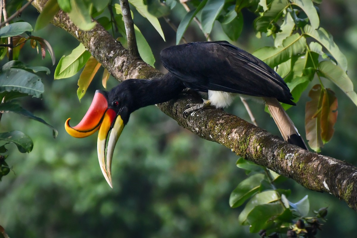 Rhinoceros Hornbill - ML620565594