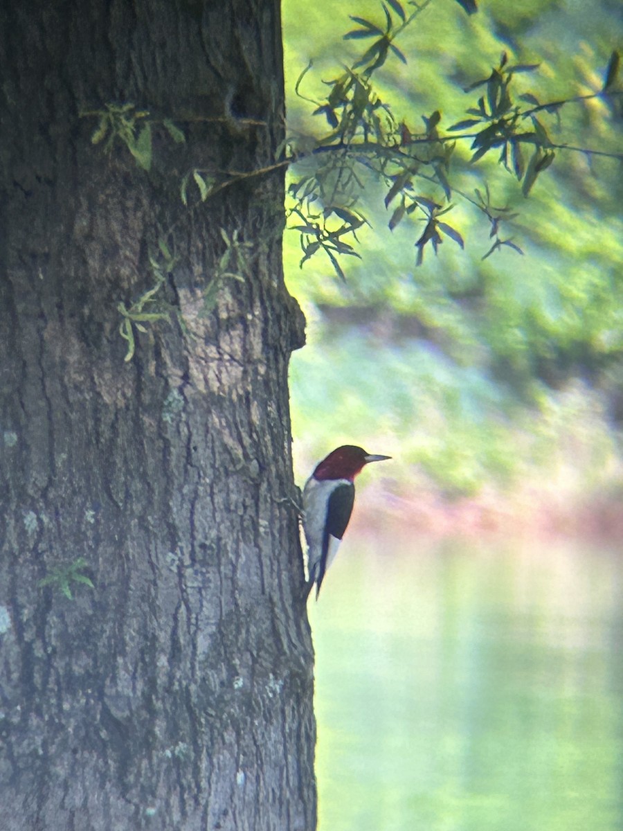 Red-headed Woodpecker - ML620565598