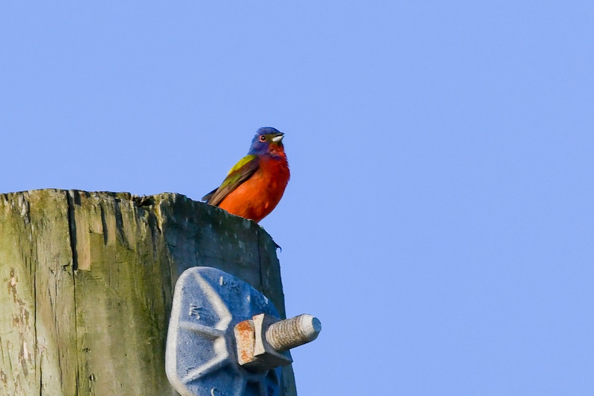 Painted Bunting - ML620565647