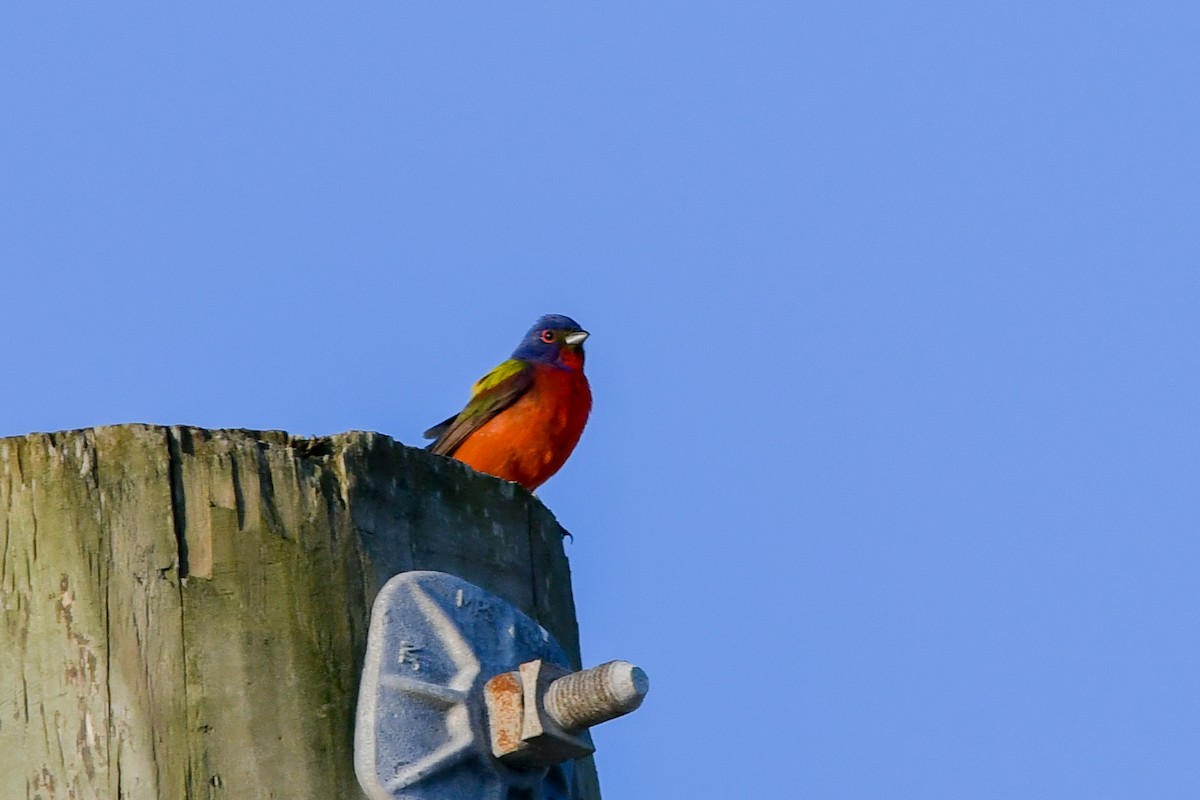 Painted Bunting - ML620565648