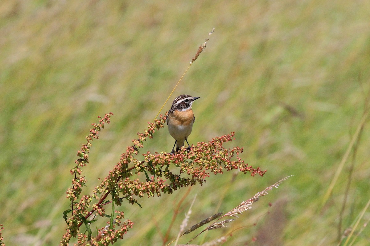 Whinchat - ML620565691