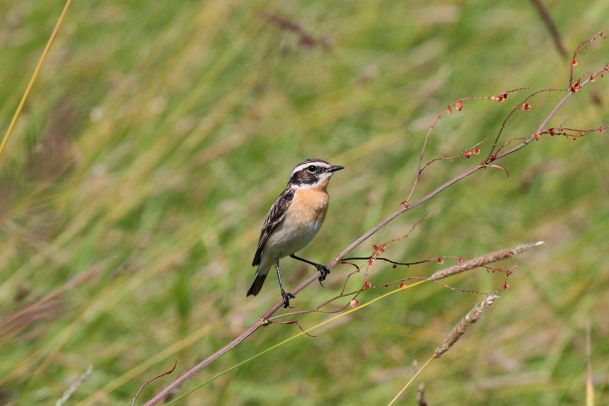 Whinchat - ML620565692