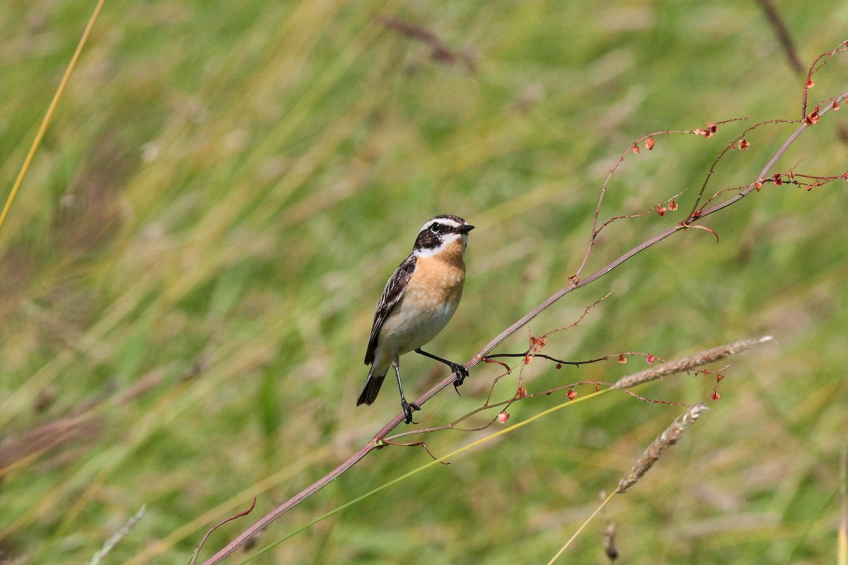 Whinchat - ML620565693