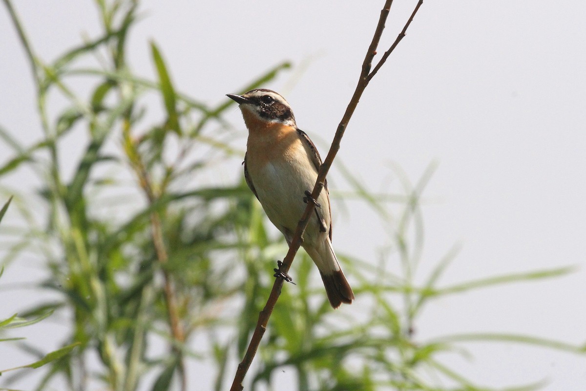 Whinchat - ML620565694