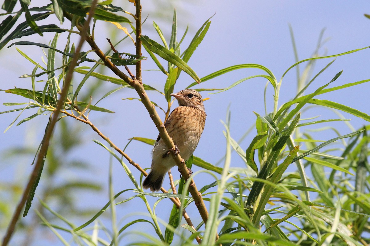 Whinchat - ML620565695