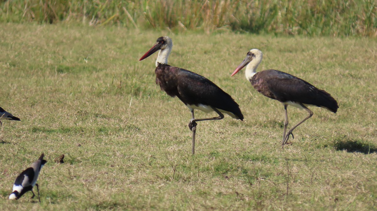 African Woolly-necked Stork - ML620565730