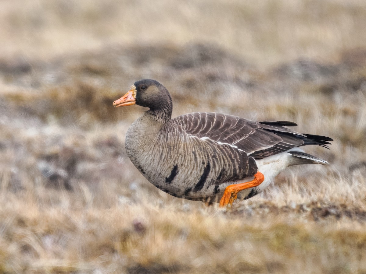 Greater White-fronted Goose - ML620565737