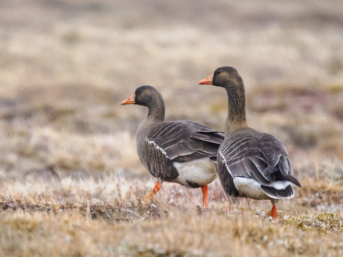 Greater White-fronted Goose - ML620565738