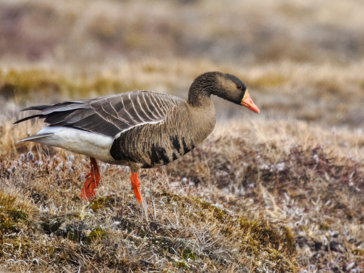 Greater White-fronted Goose - ML620565739