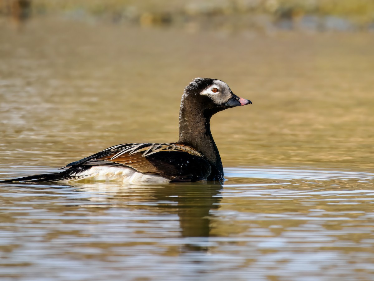 Long-tailed Duck - ML620565743