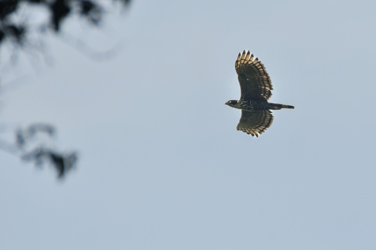 Blyth's Hawk-Eagle - Rotem Avisar
