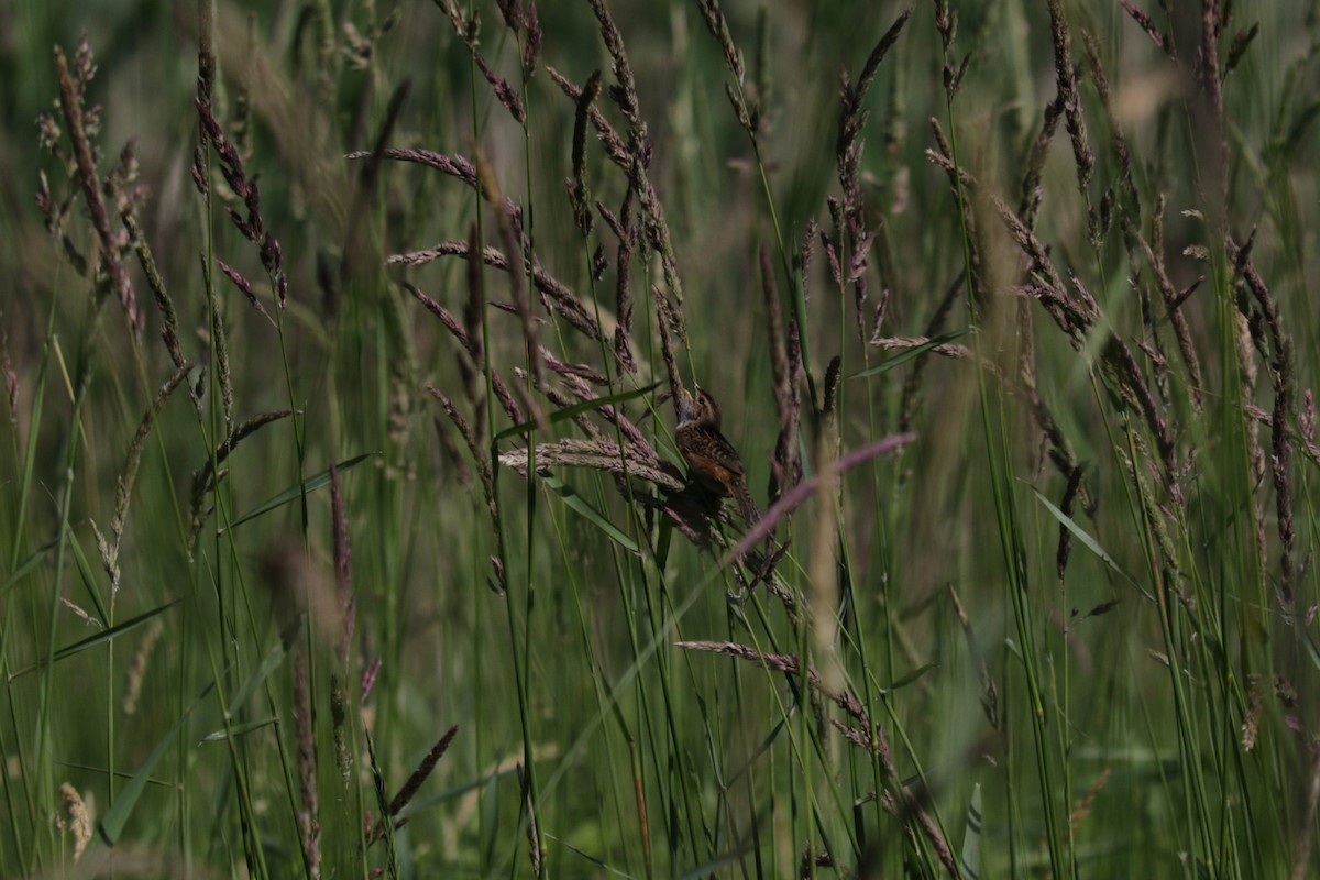 Sedge Wren - ML620565770