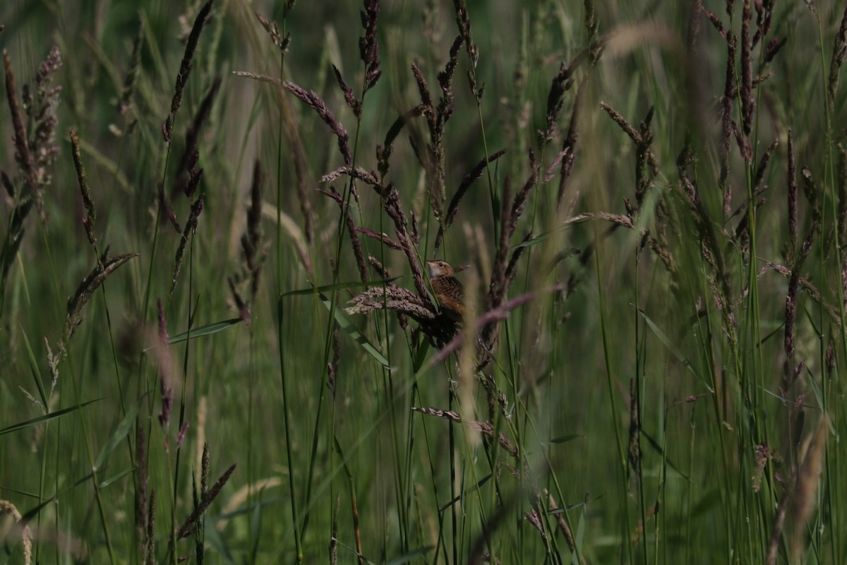 Sedge Wren - ML620565771