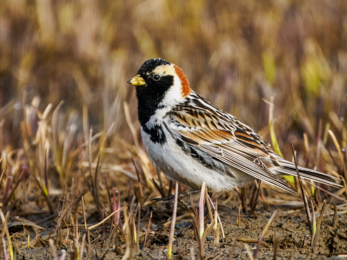 Lapland Longspur - ML620565777