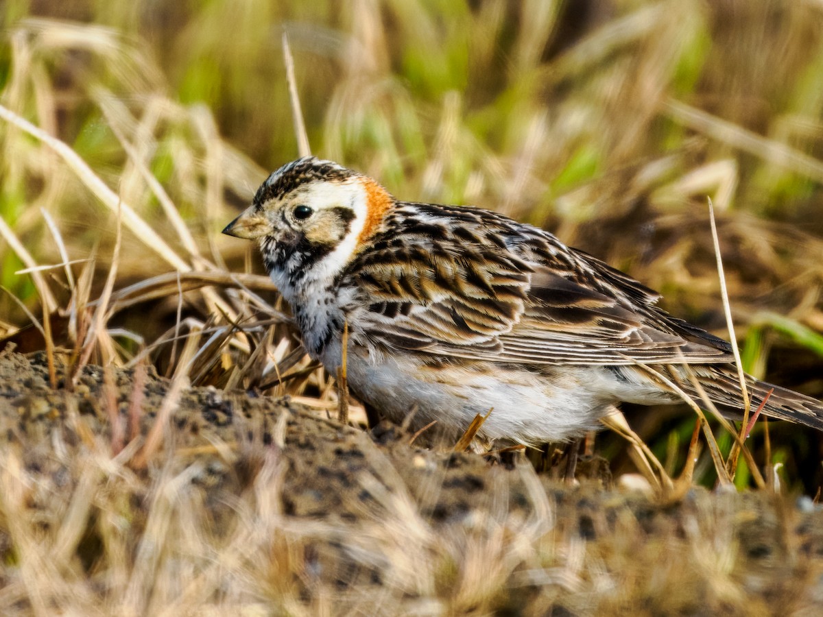 Lapland Longspur - ML620565778