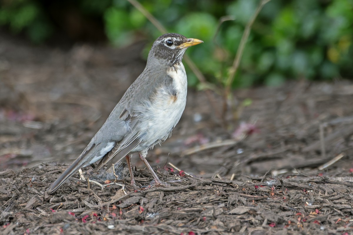 American Robin - Andrew Simon