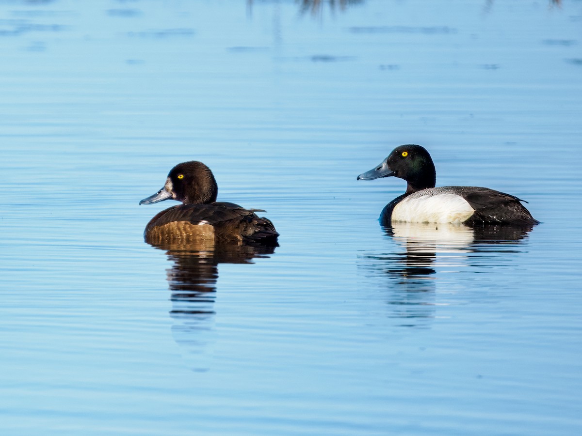 Greater Scaup - ML620565797