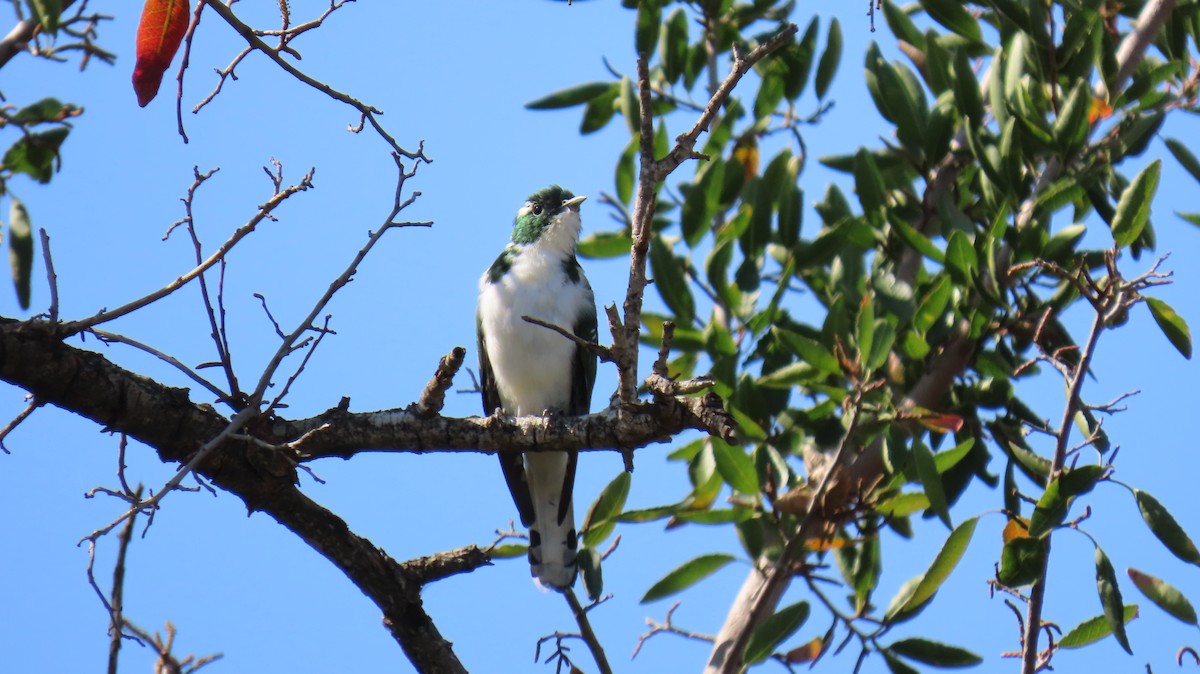 Klaas's Cuckoo - ML620565799