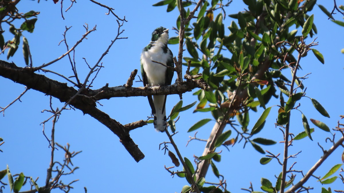 Klaas's Cuckoo - ML620565800