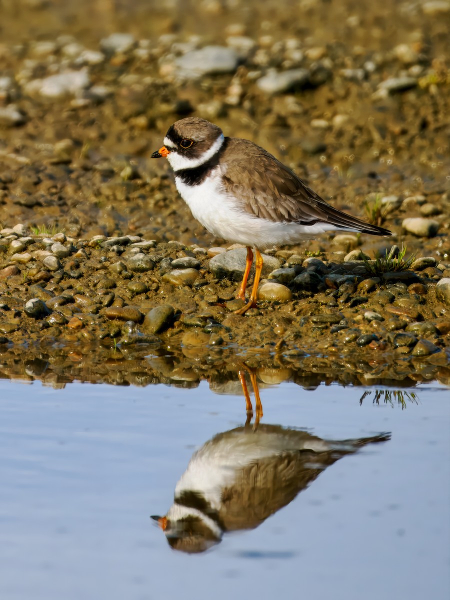 Semipalmated Plover - Steven Meisel