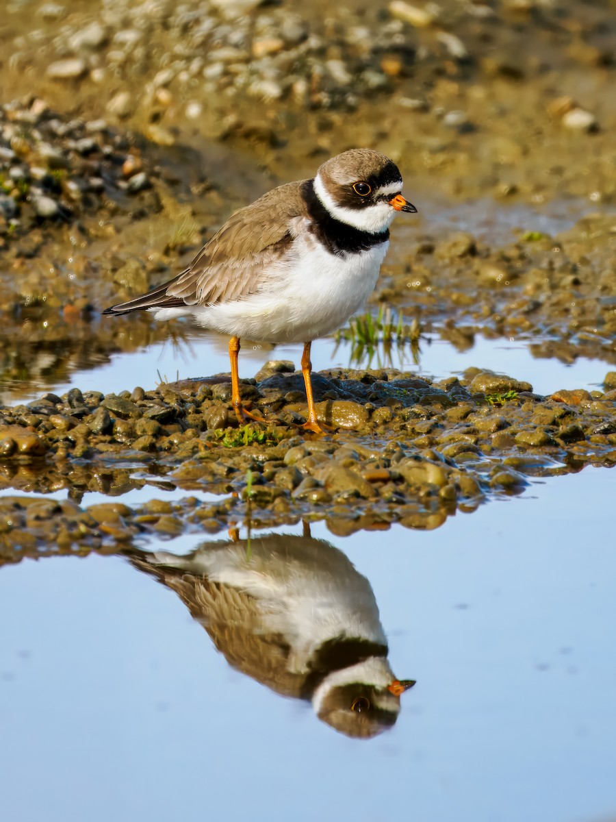 Semipalmated Plover - ML620565811