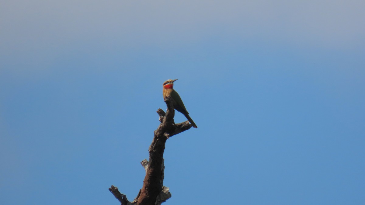 Little Bee-eater - ML620565818