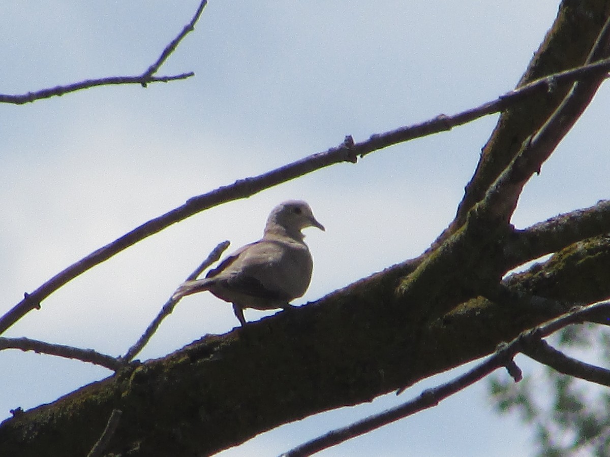 Eurasian Collared-Dove - ML620565835