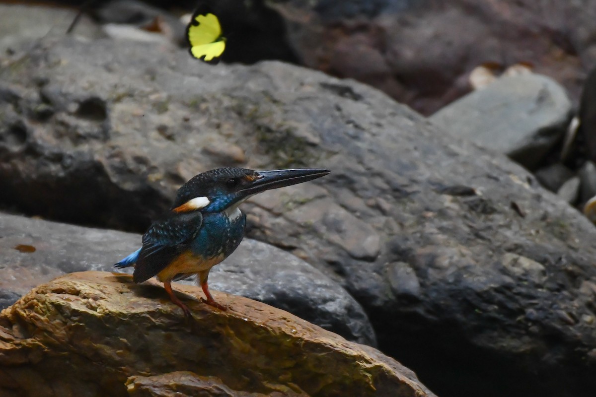 Malaysian Blue-banded Kingfisher - ML620565851