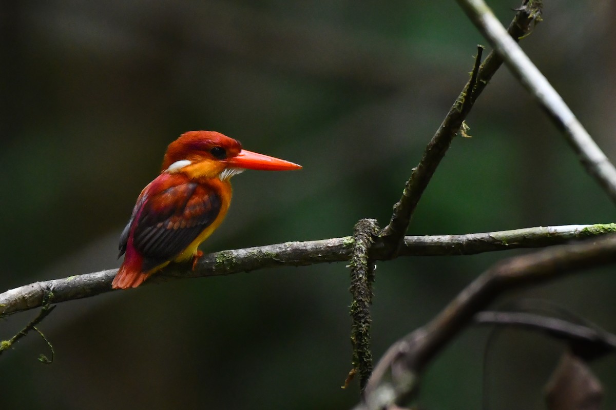 Rufous-backed Dwarf-Kingfisher - Rotem Avisar