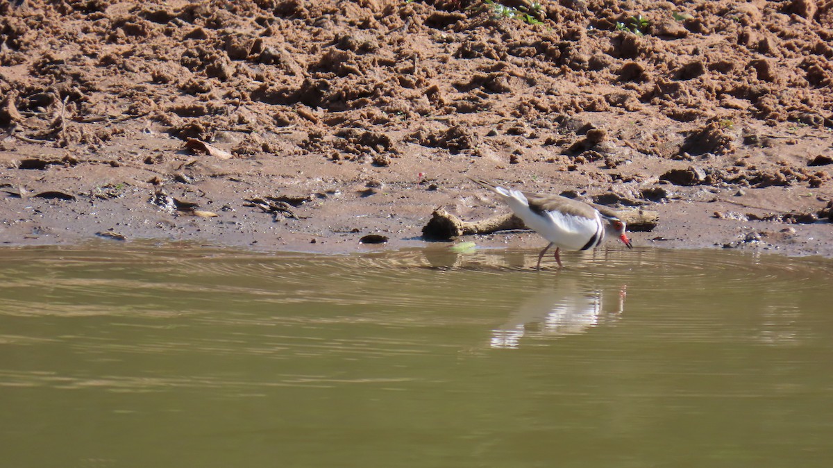 Three-banded Plover - ML620565860