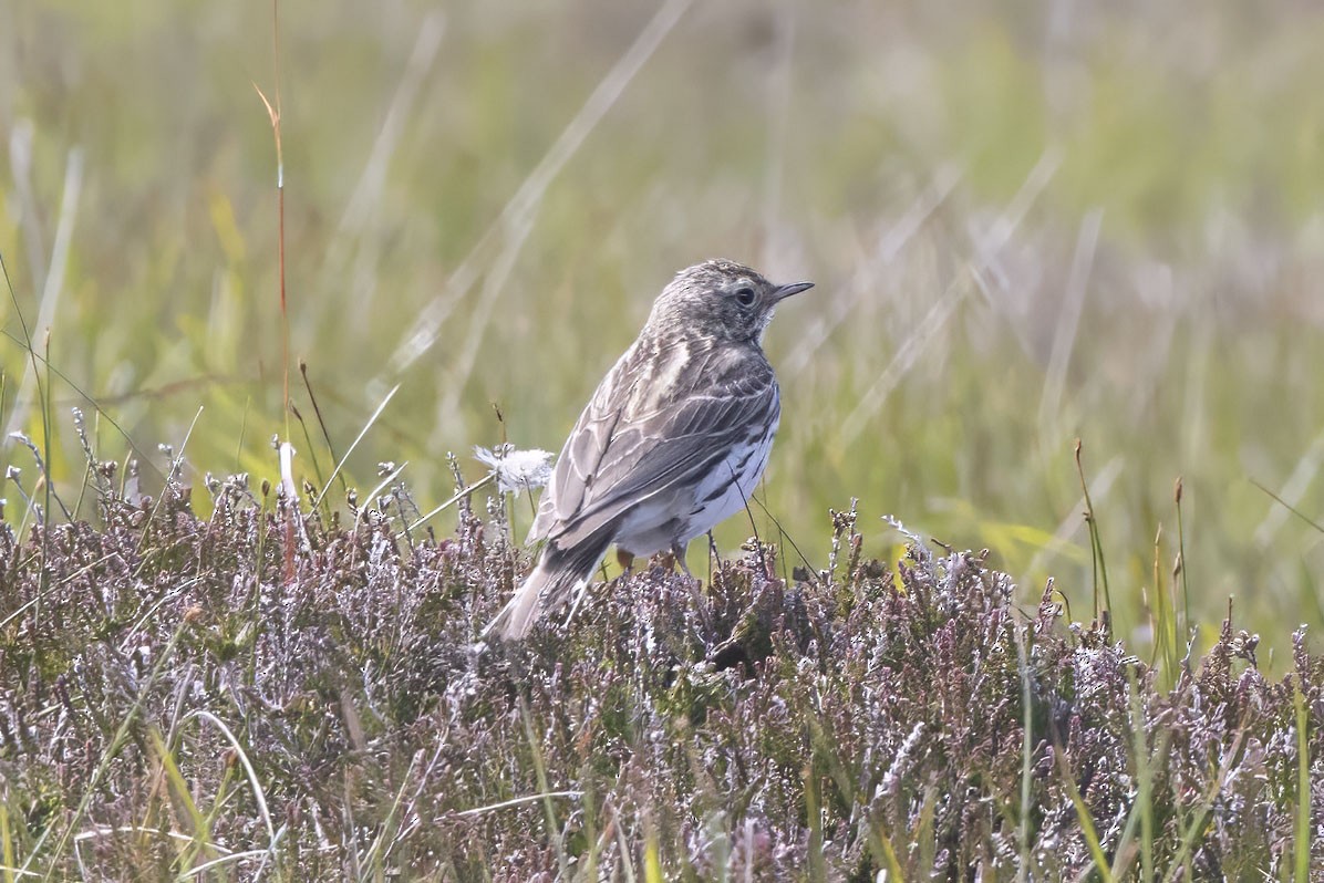 Meadow Pipit - ML620565865