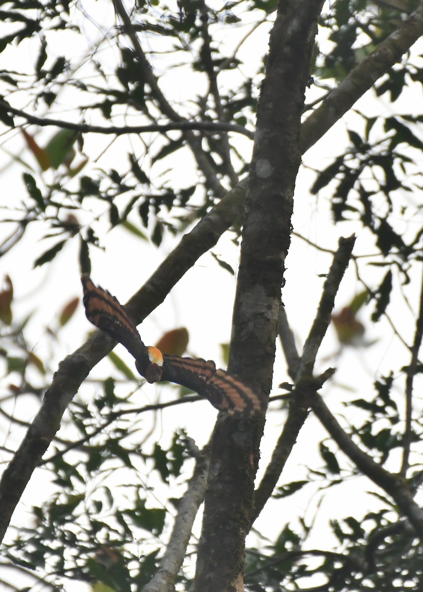 Orange-backed Woodpecker - ML620565876
