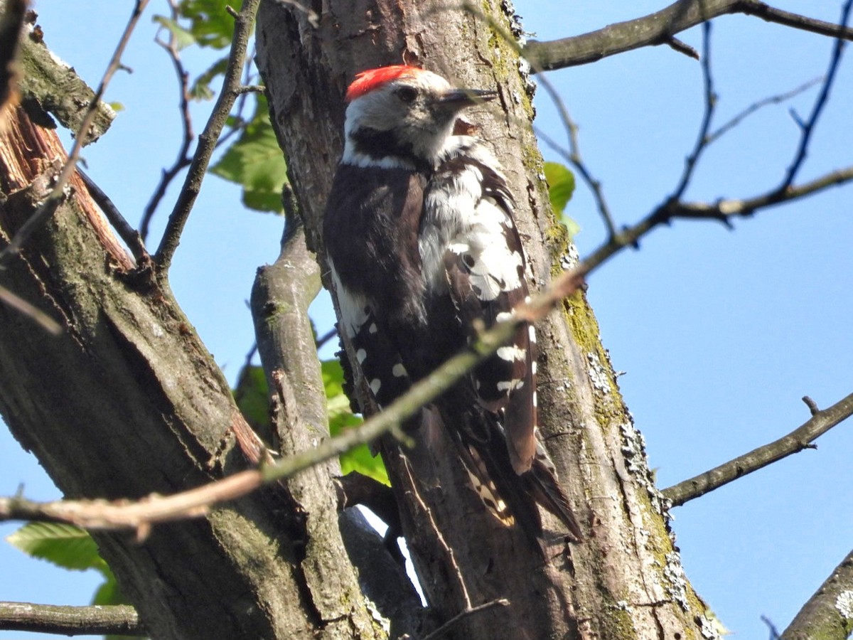 Middle Spotted Woodpecker - ML620565896