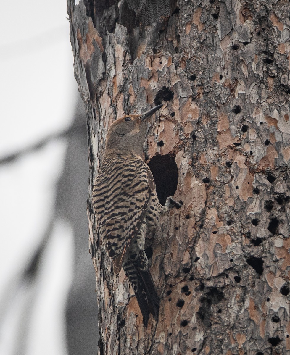 Northern Flicker (Red-shafted) - ML620565904