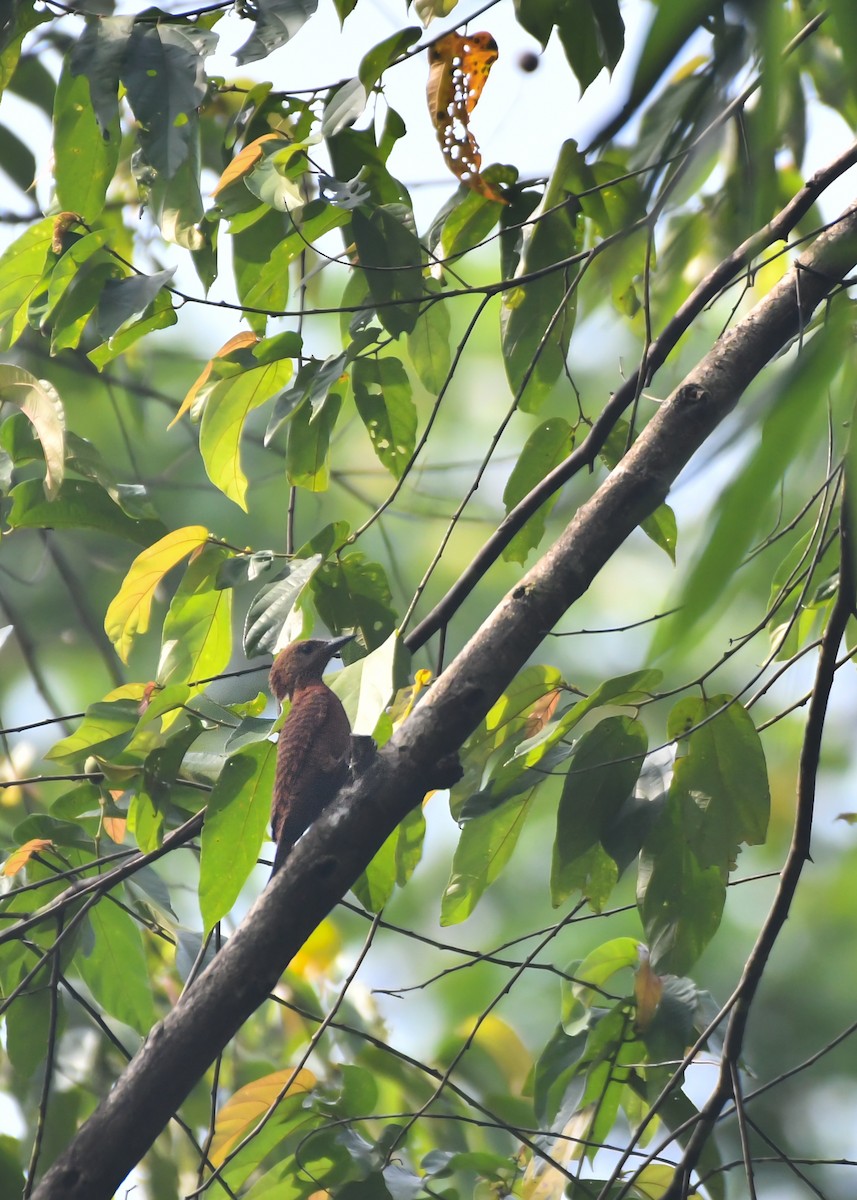 Rufous Woodpecker - ML620565910