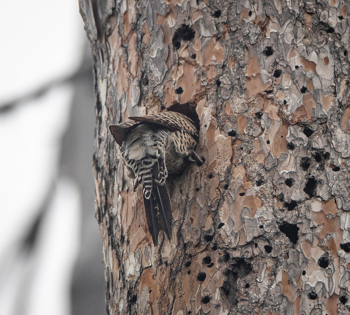 Northern Flicker (Red-shafted) - ML620565912