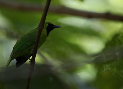 Lesser Green Leafbird - ML620565945