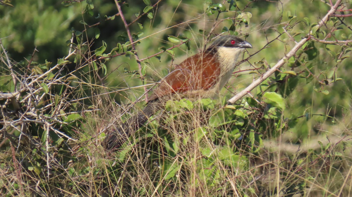 White-browed Coucal (Burchell's) - ML620565965