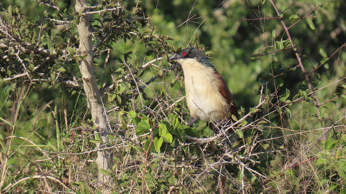 White-browed Coucal (Burchell's) - ML620565966